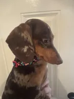 Gates, a male Miniature Dachshund for sale in Pascagoula, MS – Photo 3 of 5