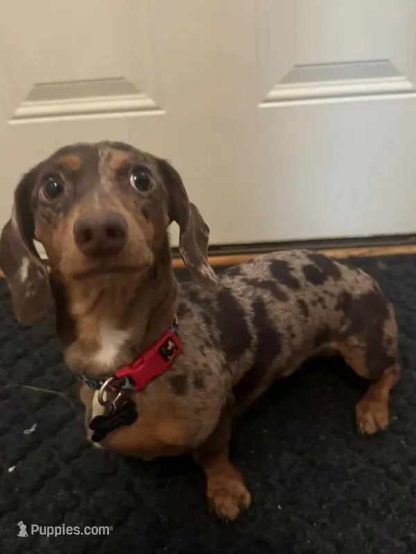 Gates – Miniature Dachshund puppy for sale in Pascagoula, MS