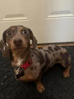 Gates, a male Miniature Dachshund for sale in Pascagoula, MS – Photo 1 of 5