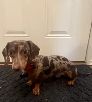 Gates, a male Miniature Dachshund for sale in Pascagoula, MS – Photo 4 of 5