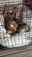 Gates, a male Miniature Dachshund for sale in Pascagoula, MS – Photo 5 of 5