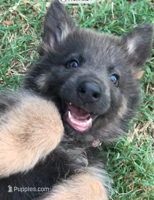 Blue Tan long coat – German Shepherd Dog puppy for sale in Abilene, TX
