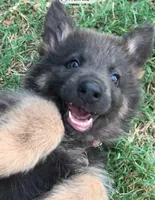 Blue Tan long coat, a female German Shepherd Dog for sale in Abilene, TX – 1 of 4