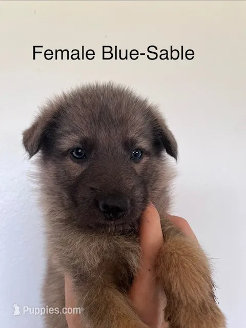 Blue Cream Sable – German Shepherd Dog puppy for sale in Abilene, TX