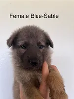 Blue Cream Sable, a female German Shepherd Dog for sale in Abilene, TX – 1 of 2