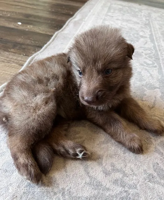 Liver Sable – German Shepherd Dog puppy for sale in Abilene, TX
