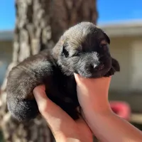 Silver tan sable, a male German Shepherd Dog for sale in Abilene, TX – 2 of 2