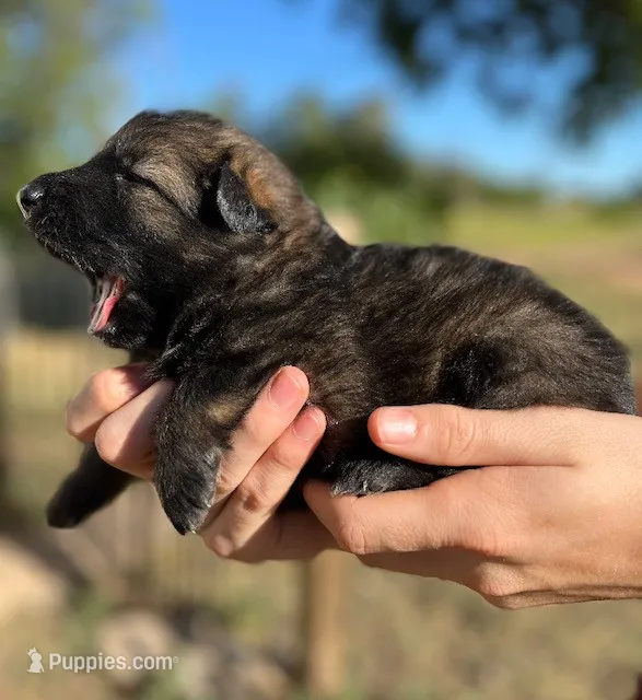 Silver tan sable – German Shepherd Dog puppy for sale in Abilene, TX