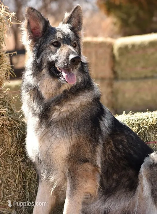Isabella sable – German Shepherd Dog puppy on hold in Abilene, TX