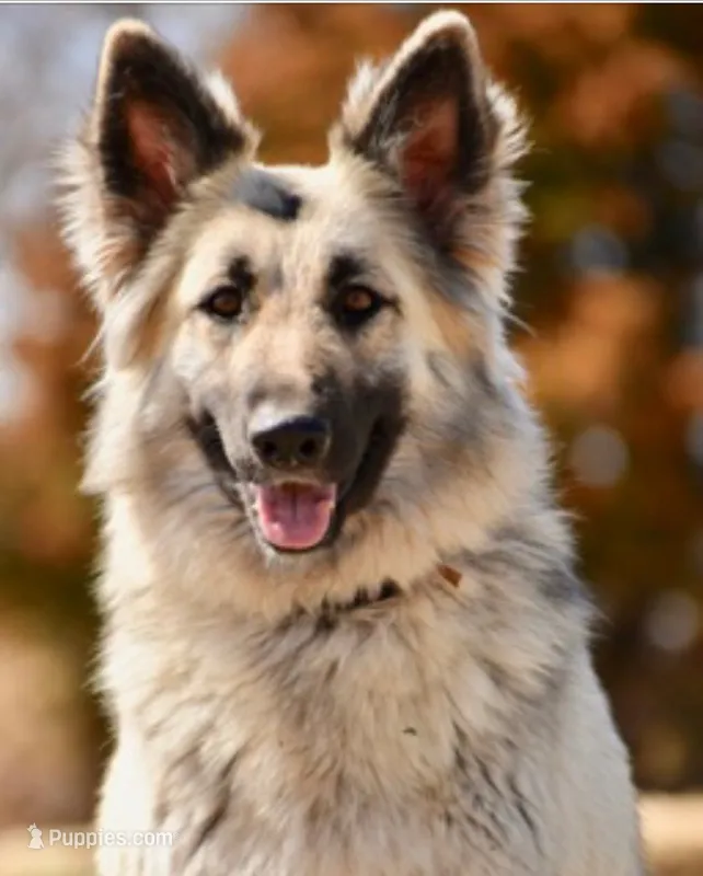 Blue Sable – German Shepherd Dog puppy for sale in Abilene, TX