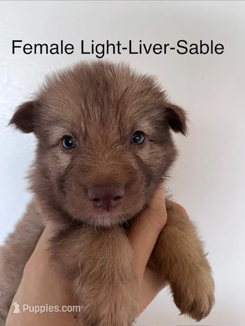 Liver Sable – German Shepherd Dog puppy for sale in Abilene, TX