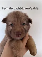 Liver Sable, a female German Shepherd Dog for sale in Abilene, TX – 1 of 1