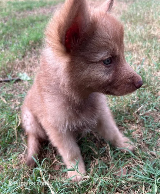 Liver Sable – German Shepherd Dog puppy for sale in Abilene, TX