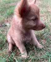 Liver Sable, a female German Shepherd Dog for sale in Abilene, TX – 1 of 3