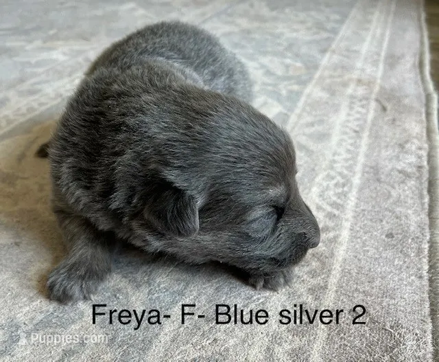Blue Silver – German Shepherd Dog puppy for sale in Abilene, TX