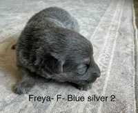Blue Silver, a female German Shepherd Dog for sale in Abilene, TX – 1 of 3