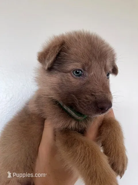 Isabella sable – German Shepherd Dog puppy for sale in Abilene, TX