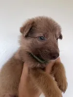 Isabella sable, a female German Shepherd Dog for sale in Abilene, TX – 1 of 1