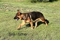 Tan Sable, a female German Shepherd Dog for sale in Abilene, TX – 2 of 3