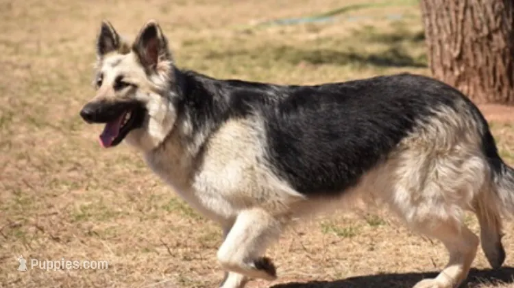Blue Silver – German Shepherd Dog puppy on hold in Abilene, TX