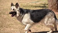 Blue Silver, a female German Shepherd Dog for sale in Abilene, TX – 2 of 3