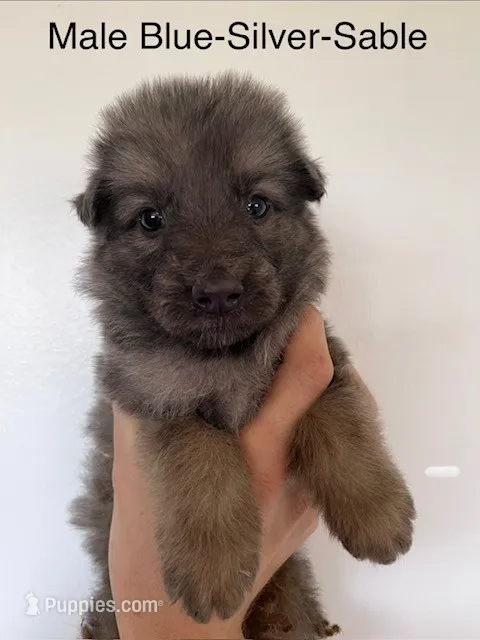 Blue silver sable – German Shepherd Dog puppy for sale in Abilene, TX