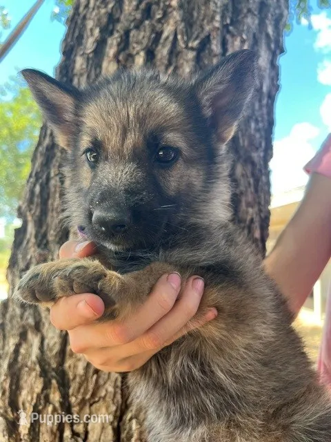 Tan Sable – German Shepherd Dog puppy for sale in Abilene, TX