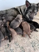 Blue Cream Sable, a female German Shepherd Dog for sale in Abilene, TX – 2 of 2