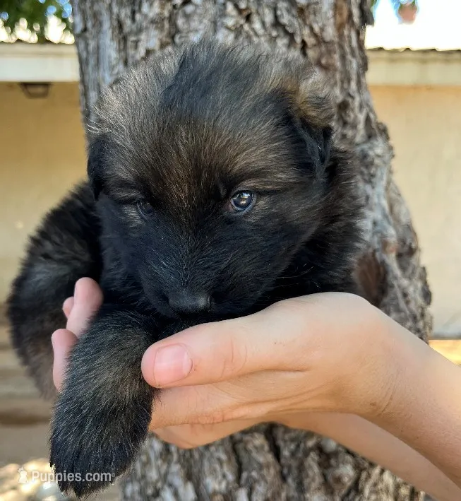 Silver tan sable – German Shepherd Dog puppy for sale in Abilene, TX