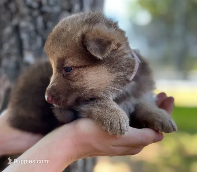 Liver Silver – German Shepherd Dog puppy on hold in Abilene, TX