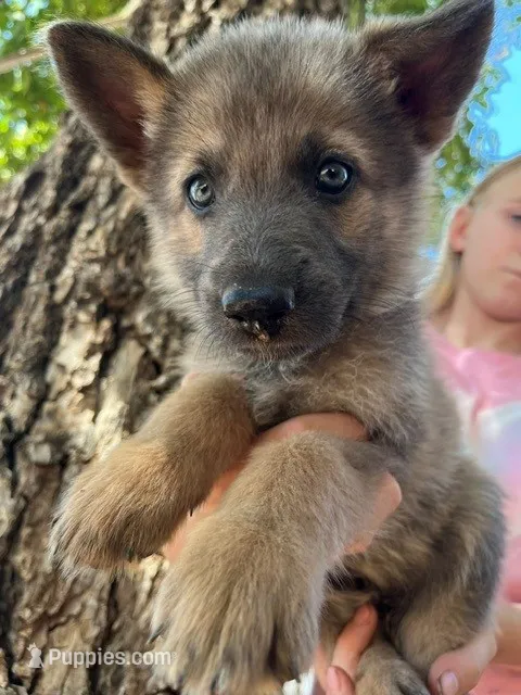 Blue Cream Sable – German Shepherd Dog puppy for sale in Abilene, TX