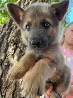 Blue Cream Sable, a female German Shepherd Dog for sale in Abilene, TX – 1 of 5