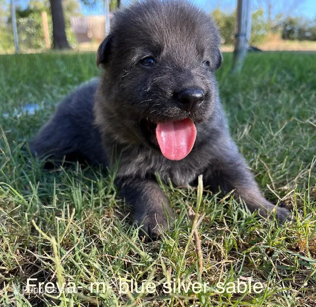 Blue Silver Sable – German Shepherd Dog puppy for sale in Abilene, TX