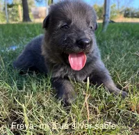 Blue Silver Sable, a male German Shepherd Dog for sale in Abilene, TX – 1 of 2