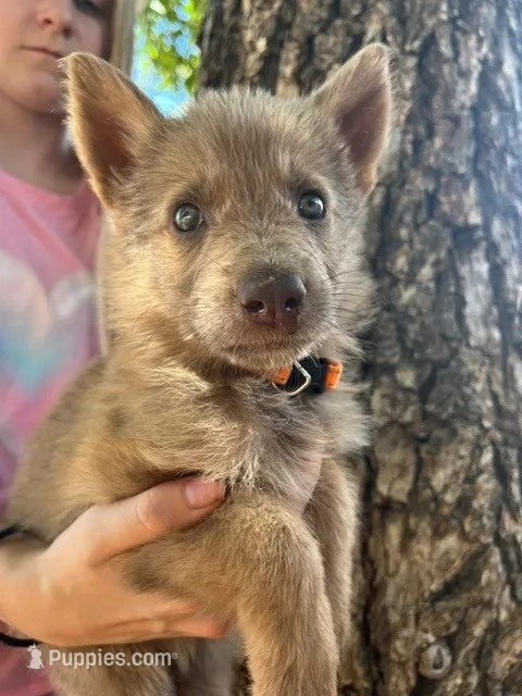Isabella sable – German Shepherd Dog puppy for sale in Abilene, TX