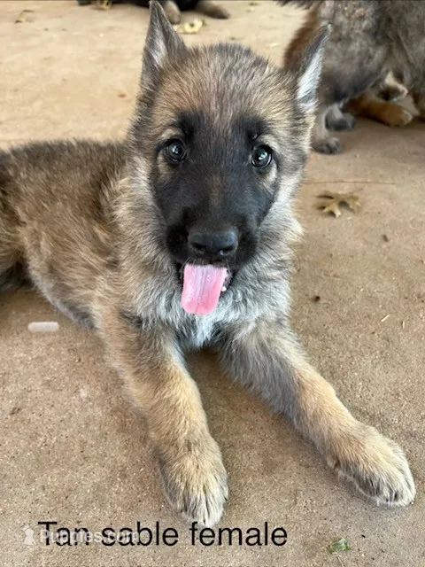 Tan Sable – German Shepherd Dog puppy for sale in Abilene, TX