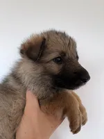 Tan Sable, a female German Shepherd Dog for sale in Abilene, TX – 1 of 3