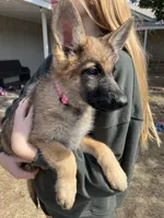 Tan Sable, a female German Shepherd Dog for sale in Abilene, TX – 1 of 3