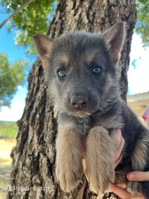 Mighty Mouse - Blue Tan AKC German Shepherd – German Shepherd Dog puppy for sale in Abilene, TX
