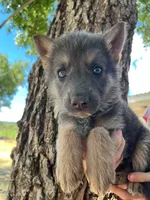 Mighty Mouse - Blue Tan AKC German Shepherd, a female German Shepherd Dog for sale in Abilene, TX – 1 of 3