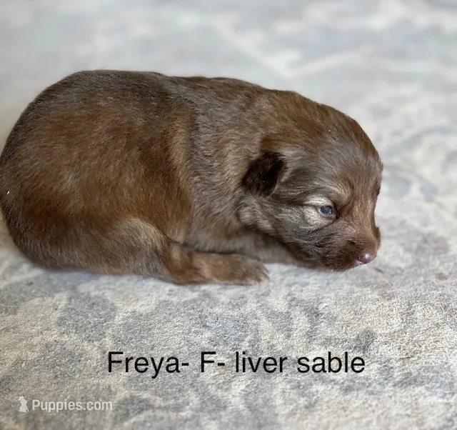 Liver Sable – German Shepherd Dog puppy on hold in Abilene, TX