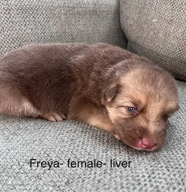 Liver Silver – German Shepherd Dog puppy for sale in Abilene, TX