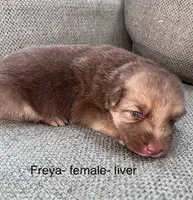 Liver Silver, a female German Shepherd Dog for sale in Abilene, TX – 1 of 1