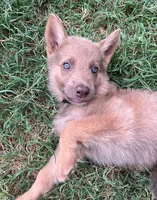 Isabella sable, a female German Shepherd Dog for sale in Abilene, TX – 3 of 3