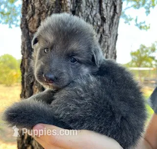 Blue Silver – German Shepherd Dog puppy for sale in Abilene, TX