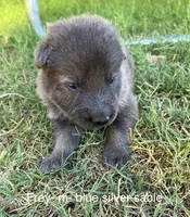 Blue Silver Sable, a male German Shepherd Dog for sale in Abilene, TX – 2 of 2