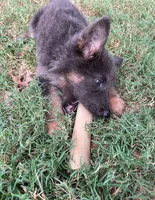 Blue Tan long coat, a female German Shepherd Dog for sale in Abilene, TX – 4 of 4