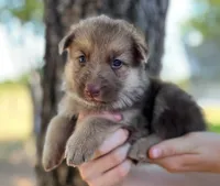 Liver Silver, a female German Shepherd Dog for sale in Abilene, TX – 2 of 2