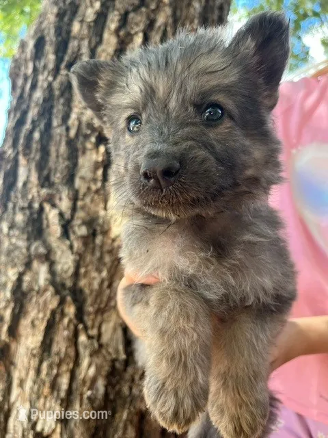 Blue silver sable – German Shepherd Dog puppy for sale in Abilene, TX