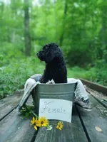 Charlotte, a female Irish Doodle for sale in Ellijay, GA – 2 of 4